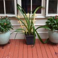 L07. Celadon planters. 